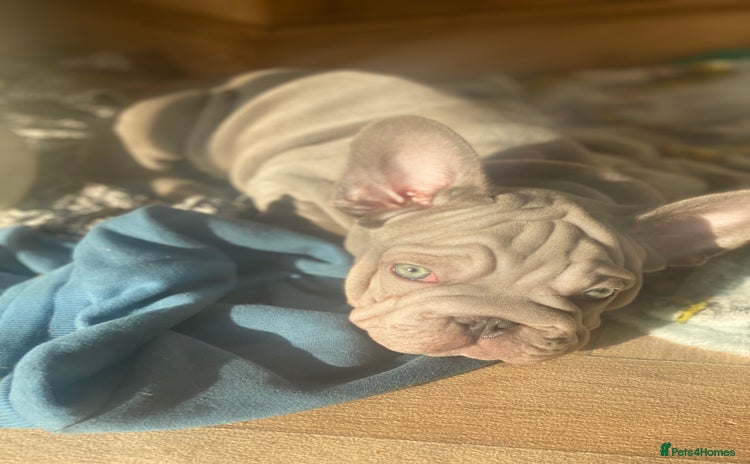 French Bulldog dogs Female french bulldog - Advert 1