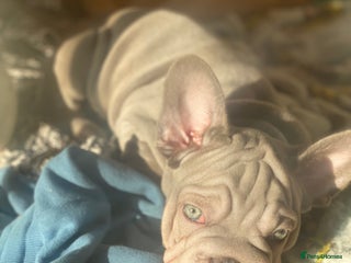 French Bulldog dogs Female french bulldog - Advert 1