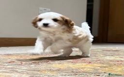 Cavapoo dogs for sale: Perfect family Cavapoos. Home raised, ready 28 Oct - Image 11