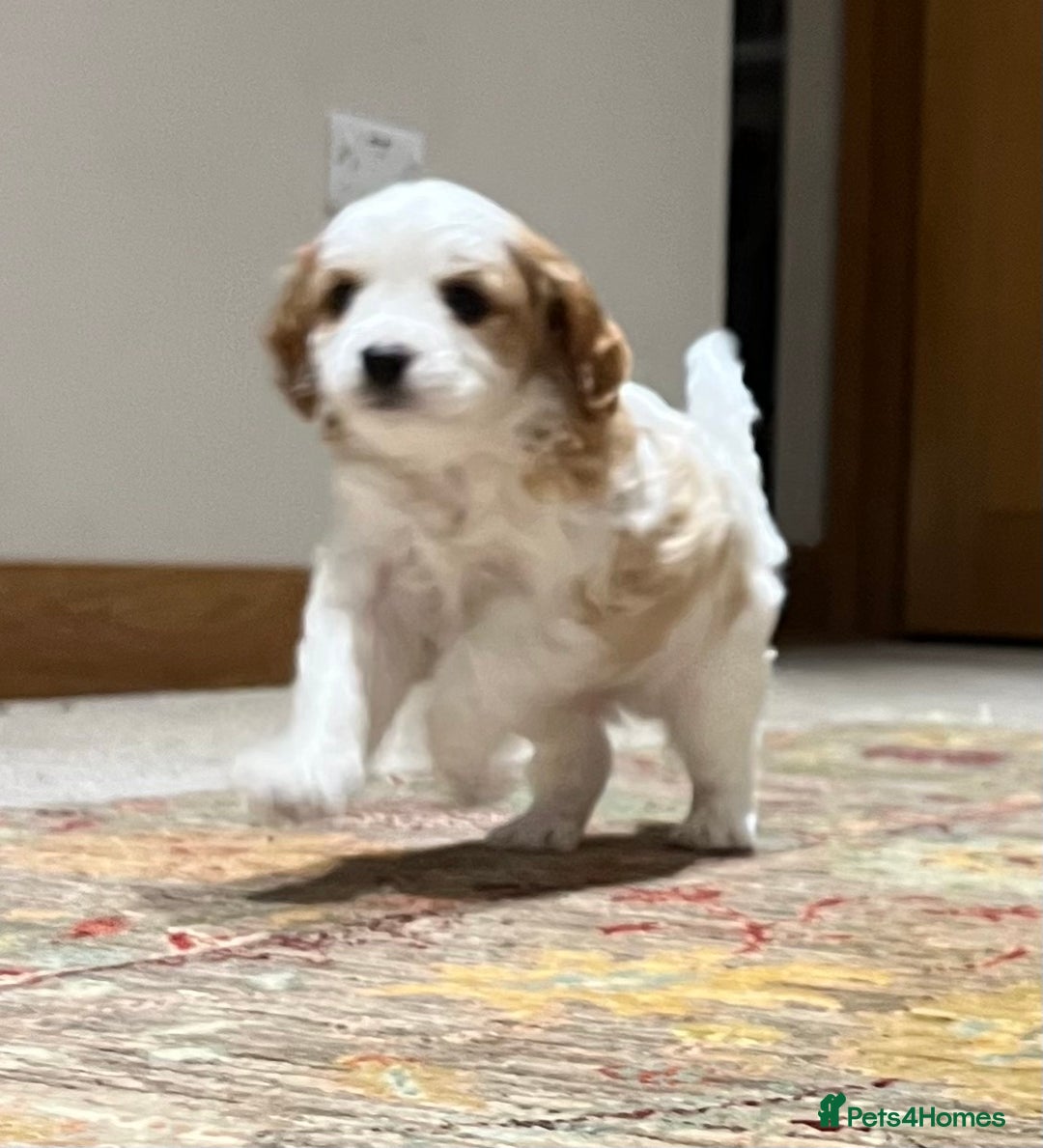 Cavapoo dogs for sale: Perfect family Cavapoos. Home raised, ready 28 Oct - Image 11