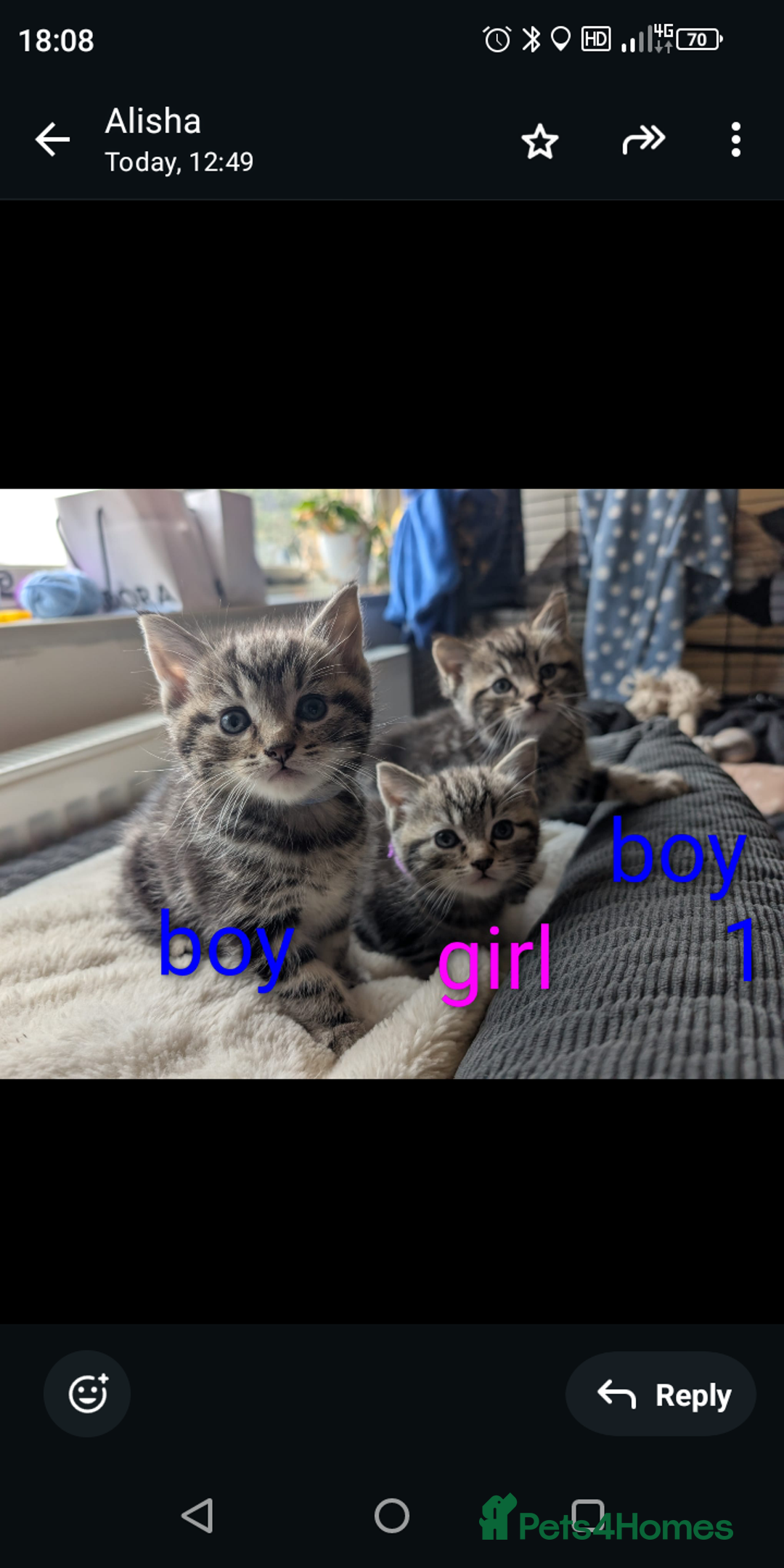 Ragdoll cats for sale: Ragdoll x British shirt hair - Image 7