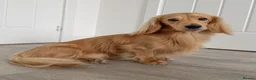 Miniature Dachshund dogs for stud: KC Mini Long Hair Dachshund-Shaded Cream - Advert 2
