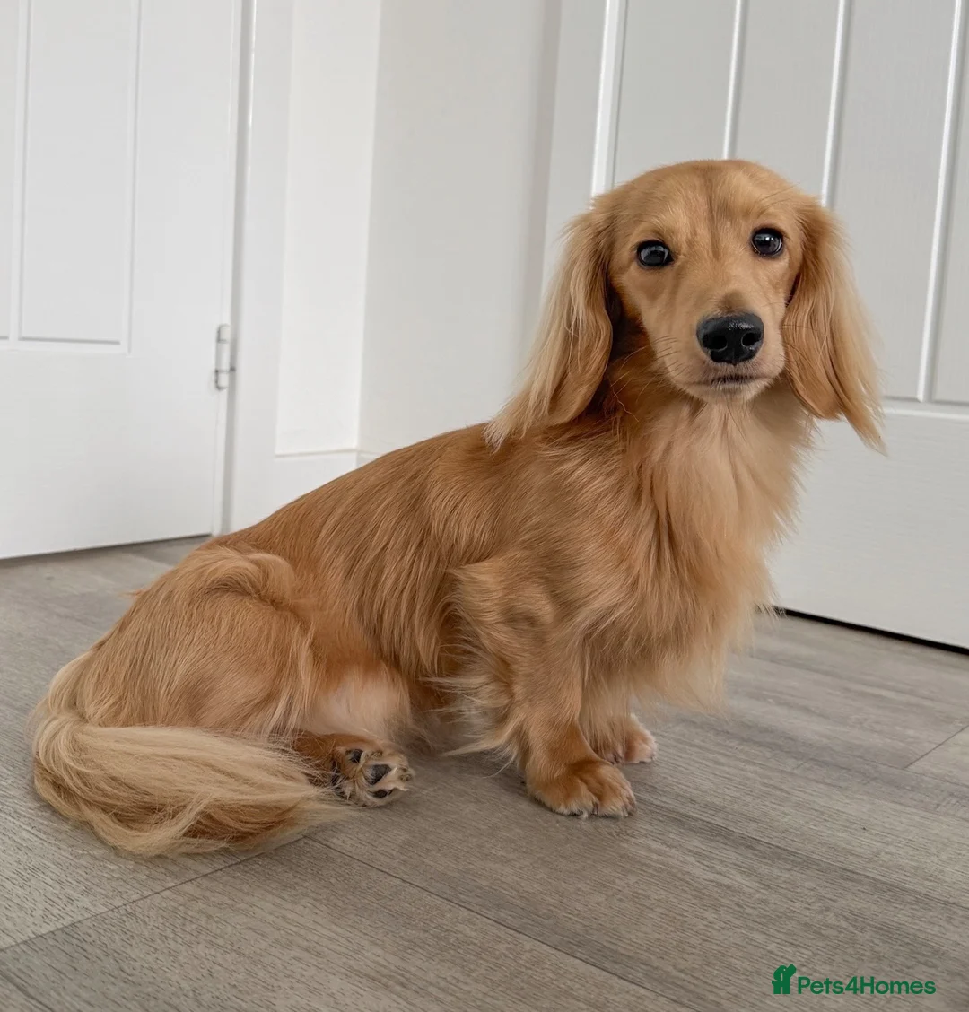 Miniature Dachshund dogs for stud: KC Mini Long Hair Dachshund-Shaded Cream - Advert 2