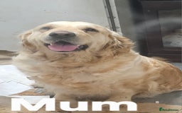 Golden Retriever dogs for sale: KC registered pedigree Golden Retriever pups - Image 20