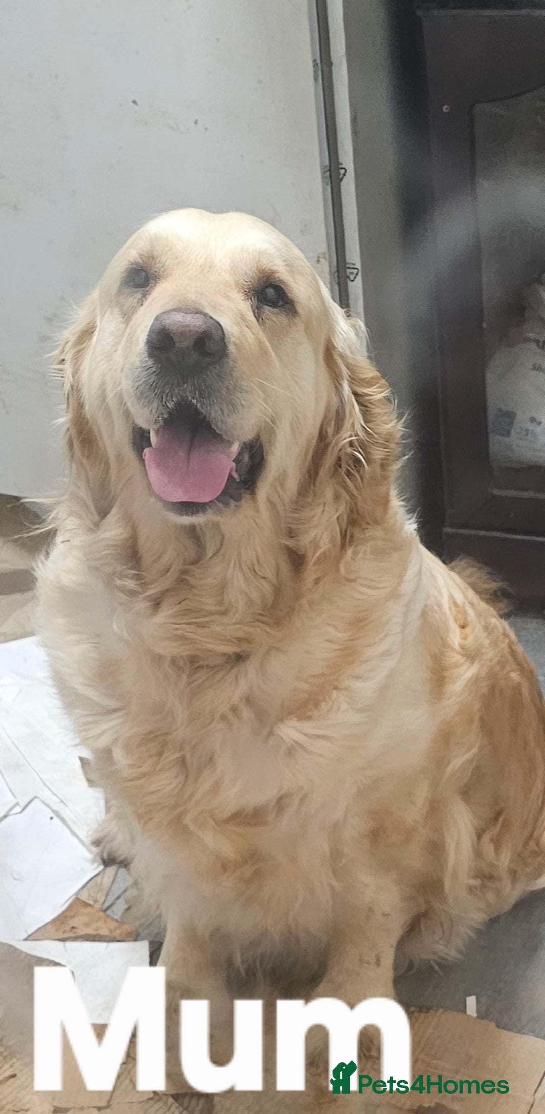 Golden Retriever dogs for sale: KC registered pedigree Golden Retriever pups - Image 20