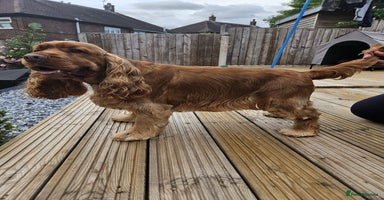 Cocker Spaniel dogs Golden KC Registered English Show Cocker Spaniels - Advert 6