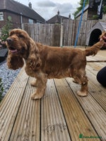 Cocker Spaniel dogs Golden KC Registered English Show Cocker Spaniels - Advert 3