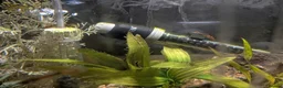 Plecos fish for sale: Young bristlenose pleco - Advert 5
