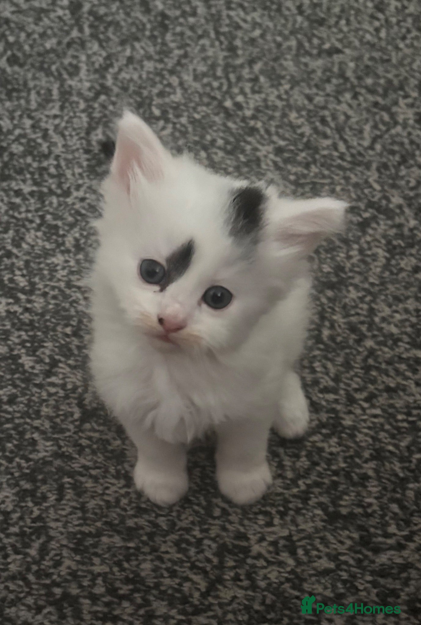 Domestic Shorthair cats Beautiful kittens for sale  - Advert 2