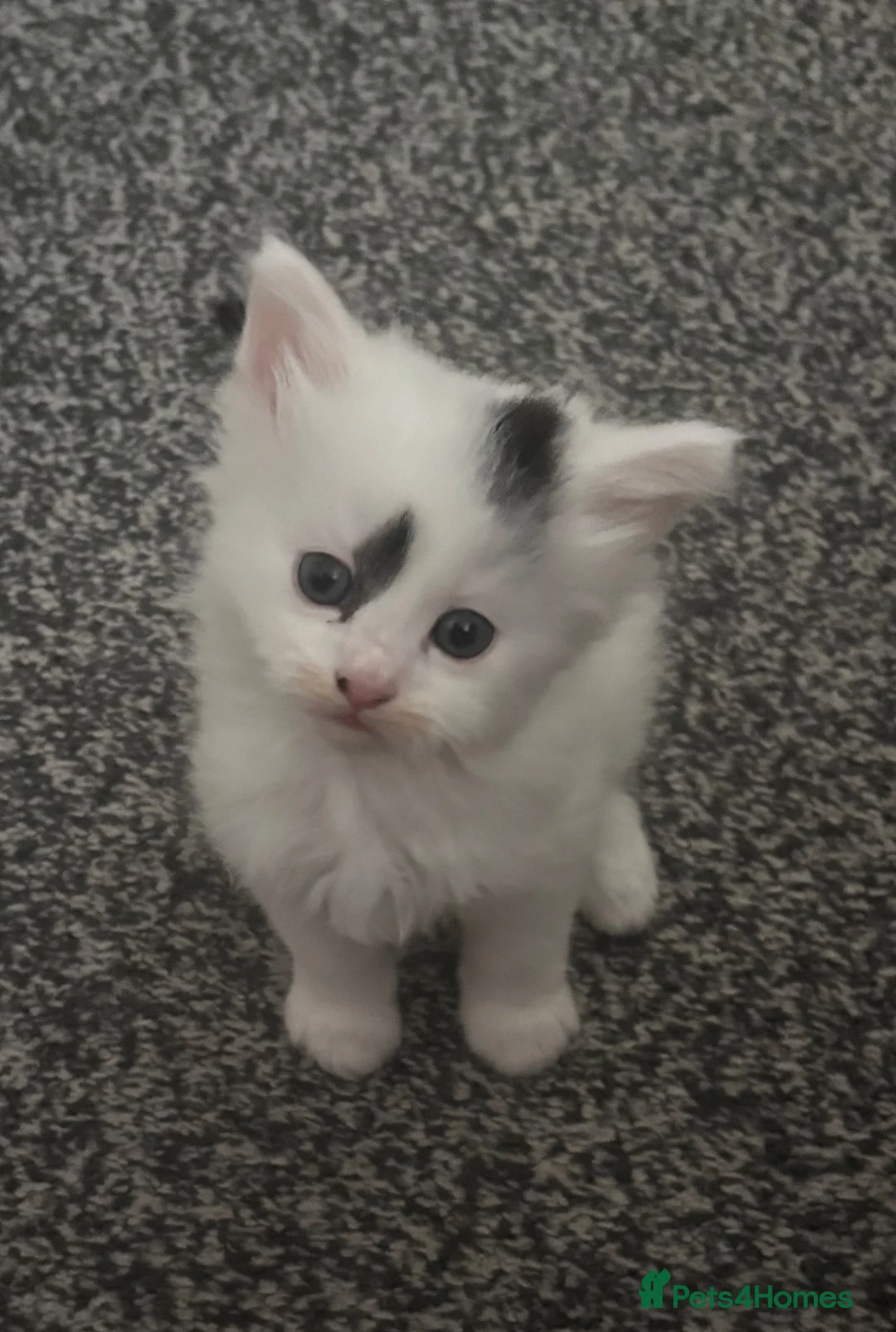 Domestic Shorthair cats for sale: Beautiful kittens for sale  in Pontefract - Advert 1