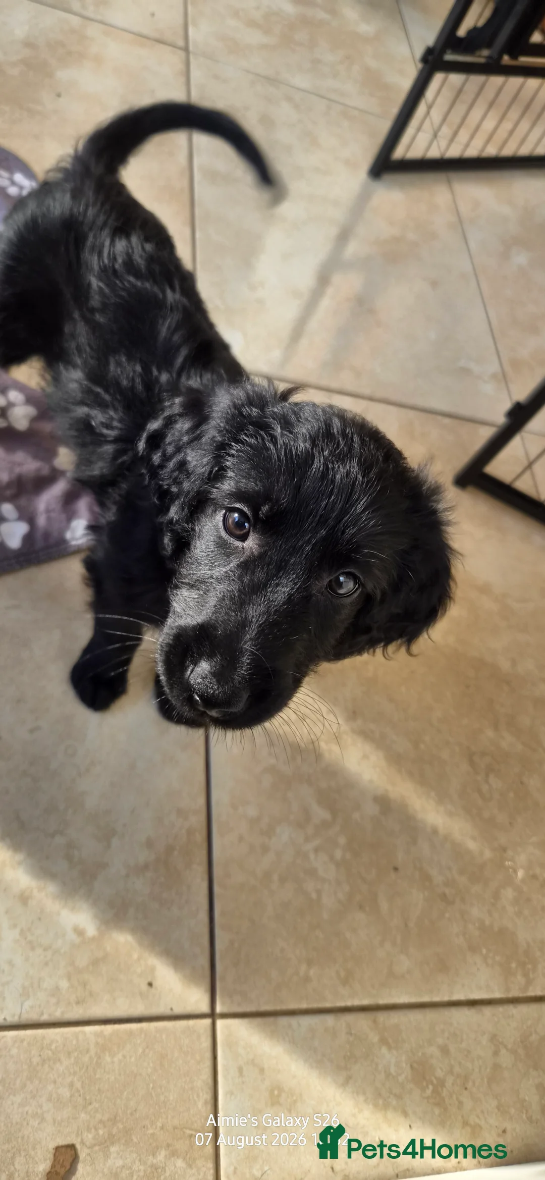 Double Doodle dogs for sale: READY TO LEAVE! Double doodle puppies - Advert 2