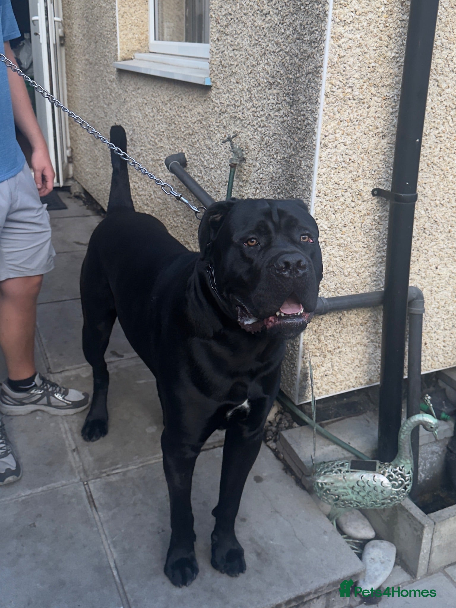 Cane Corso dogs Purebred Cane Corso stud| ICCF |Champion bloodline - Advert 1