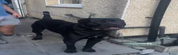 Cane Corso dogs for stud: Purebred Cane Corso stud| ICCF |Champion bloodline - Advert 1