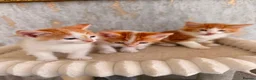 Mixed Breed cats for sale: Domestic shorthair and long hair kittens males  - Advert 3