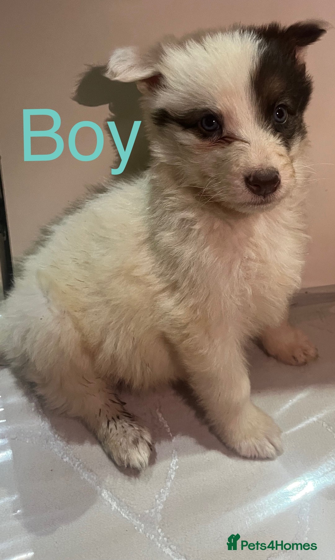 German Shepherd dogs for sale: 4 beautiful German shepherd  - Advert 2