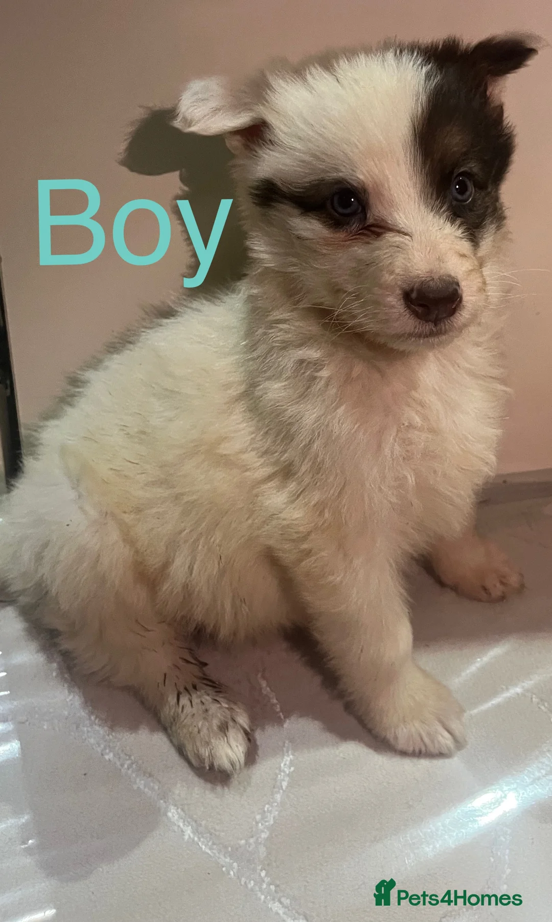 German Shepherd dogs for sale: 4 beautiful German shepherd SOLD - Advert 2