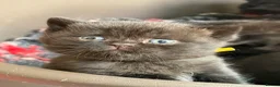 British Shorthair cats for sale: Pedigree British Shorthair - Show Champion Lines - Advert 27