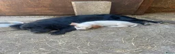 Cocker Spaniel dogs for sale: KC registered working cocker spaniel pups - Advert 10