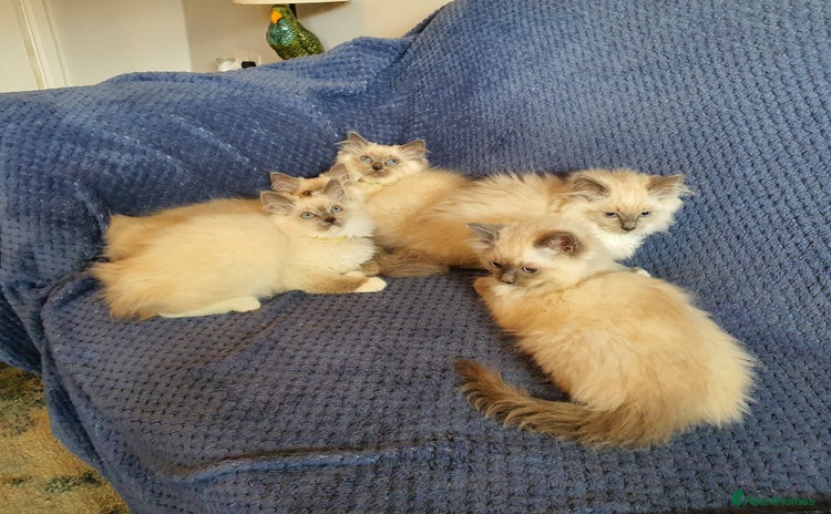 Ragdoll cats - Advert 4
