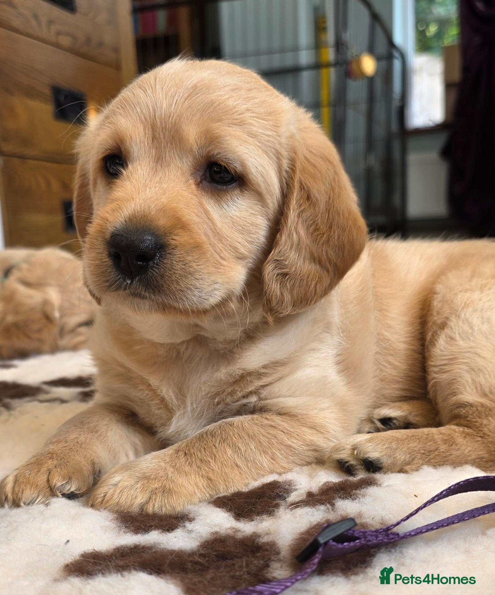 Labradoodle dogs DNA Health screened Miniature Labradoodles  - Advert 2
