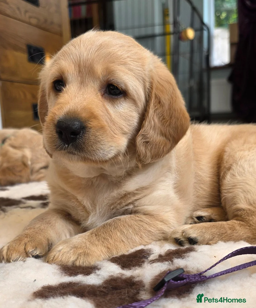 Labradoodle dogs for sale: DNA Health screened Miniature Labradoodles  - Advert 2