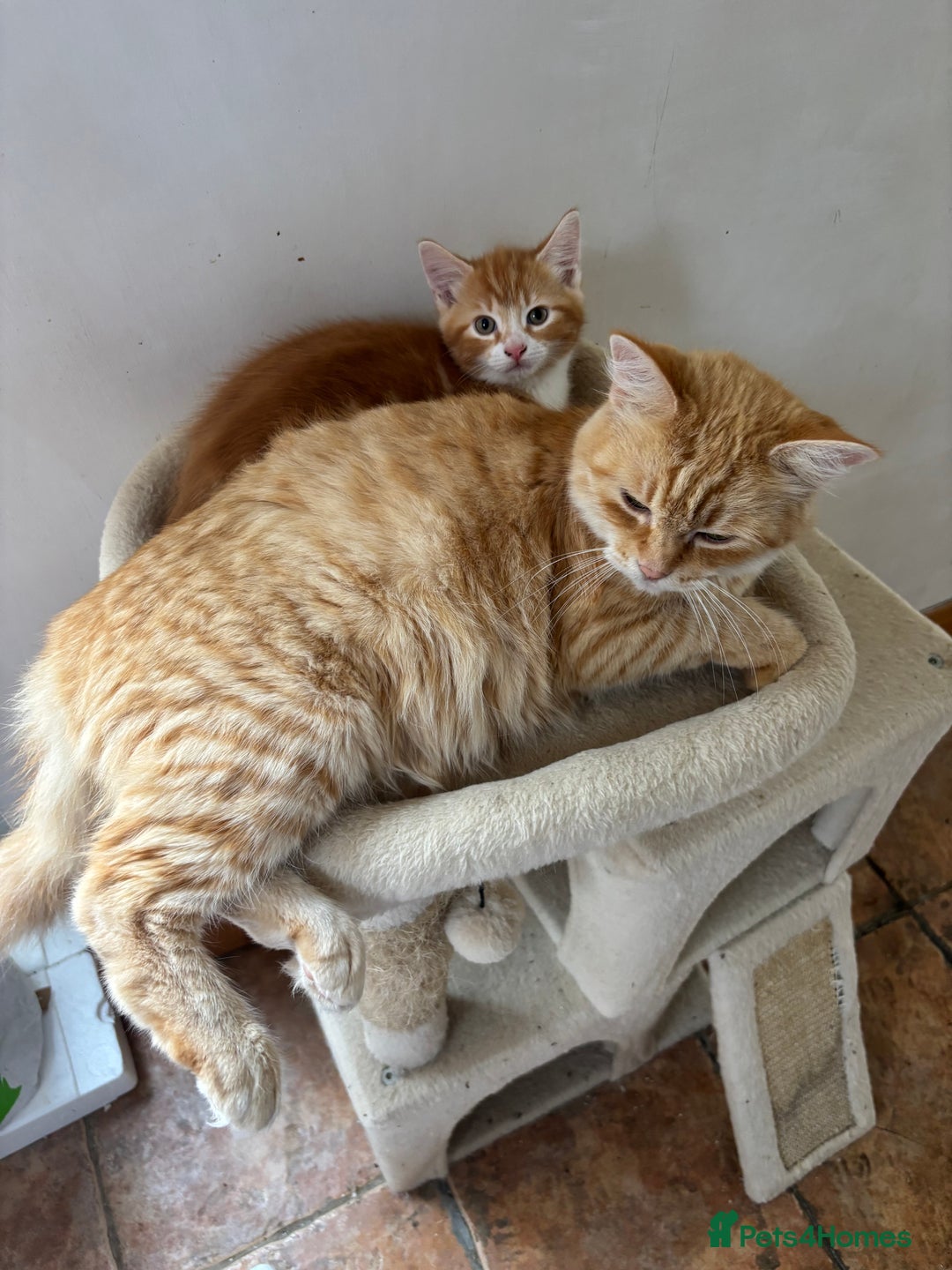 Mixed Breed cats for sale: Ginger Male Kitten -£220 - Image 13