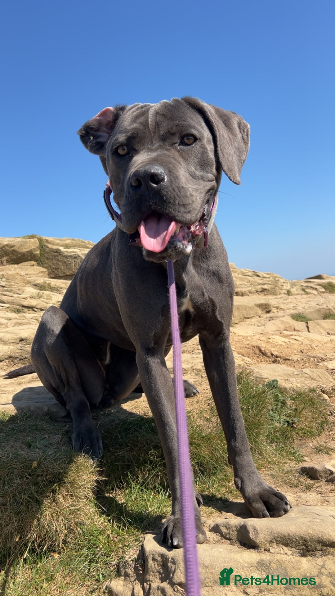 Cane Corso dogs for sale: Beautiful Female cane corso  - Image 3