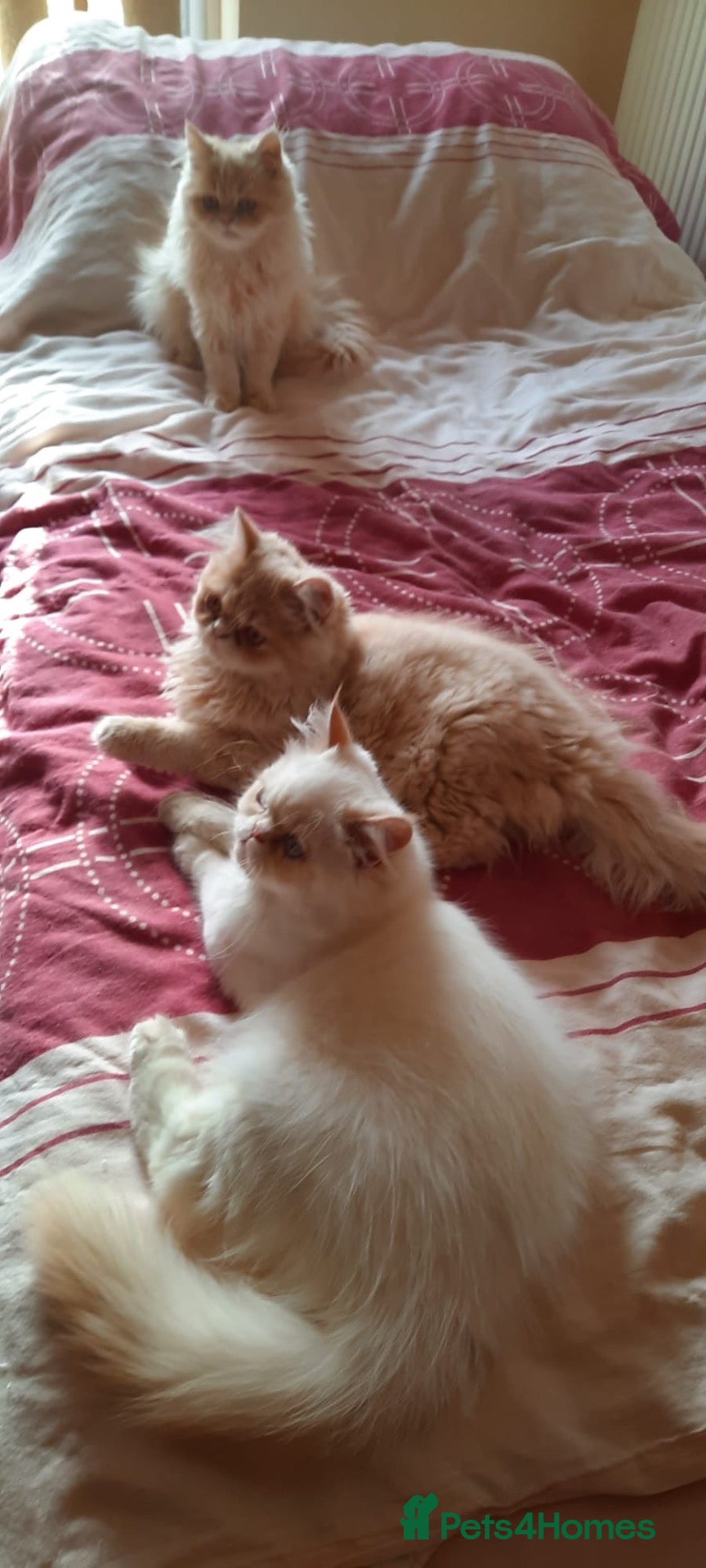 Persian cats Vaccinated 5 Beautiful Persian Chinchilla Kittens  - Advert 4
