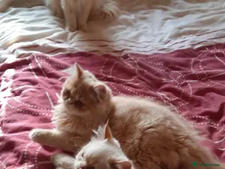 Persian cats Vaccinated 5 Beautiful Persian Chinchilla Kittens - Advert 1