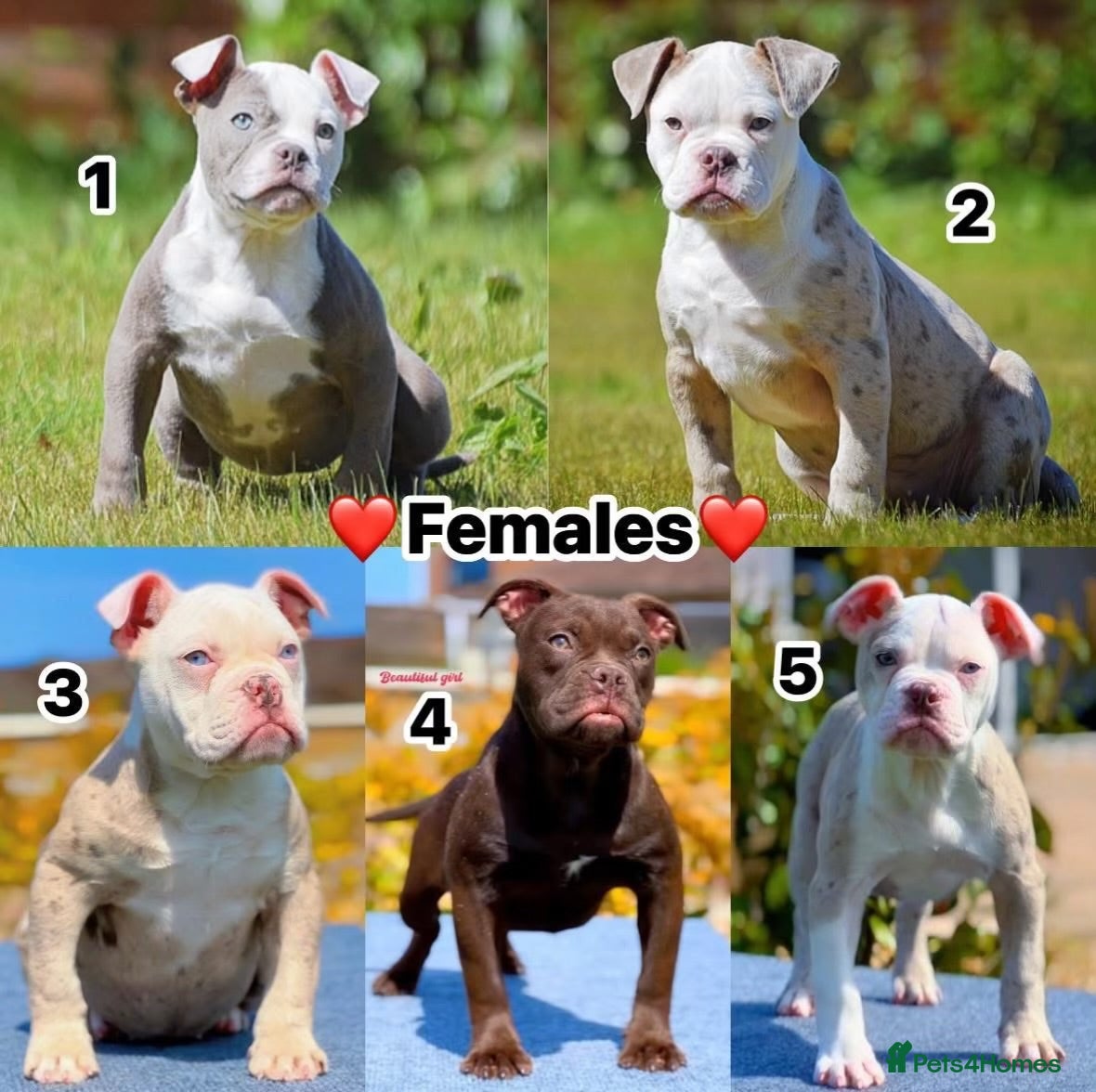 Olde English Bulldogge dogs 23❤️YEARS❤️5⭐️RATED❤️LICENSED❤️PROFESSIONALS❤️ - Advert 1