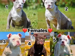 Olde English Bulldogge dogs 23❤️YEARS❤️5⭐️RATED❤️LICENSED❤️PROFESSIONALS❤️ - Advert 6