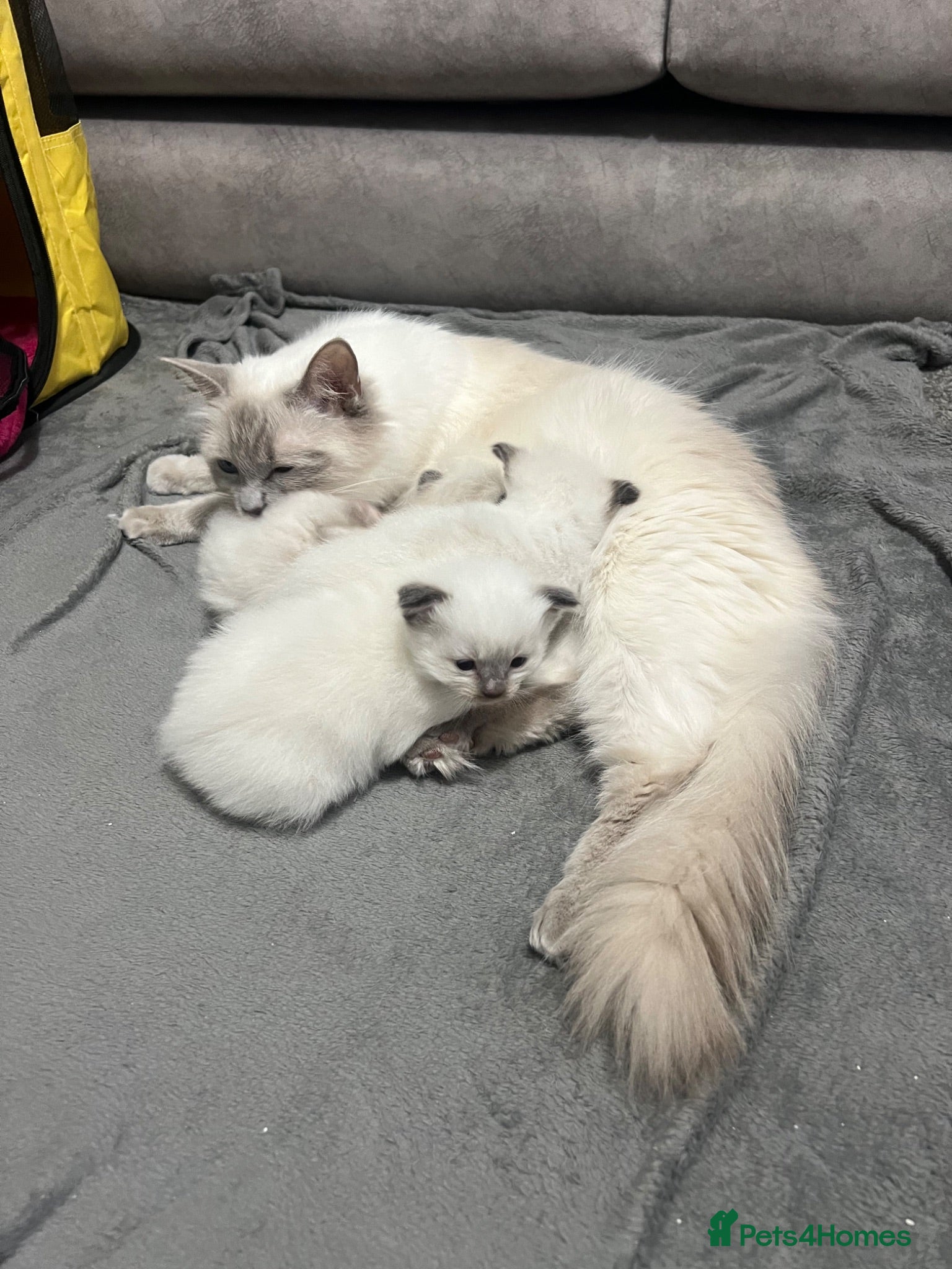 Ragdoll cats Beautiful female Ragdolls  - Advert 2