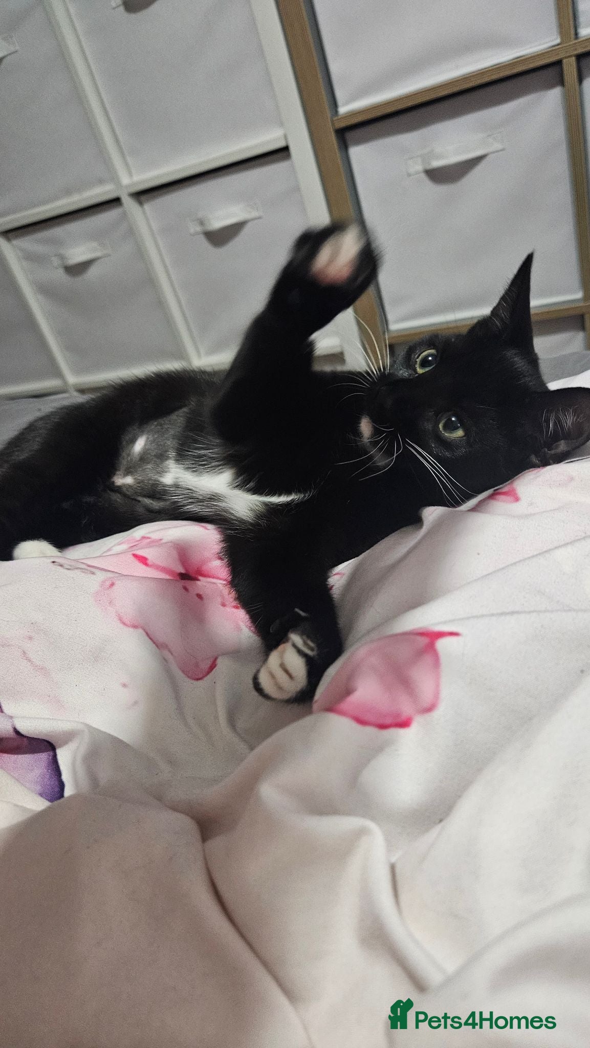 Mixed Breed cats Female microchiped and neutered - Advert 5