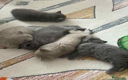 British Shorthair cats for sale: Kittens for sale - Image 2