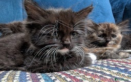 Ragdoll cats for sale: Ragdoll X ready to go! - Image 12