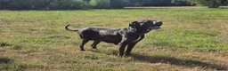 Cane Corso dogs for sale: 4 Stunning Cane Corso Big Boys!!! - Advert 6