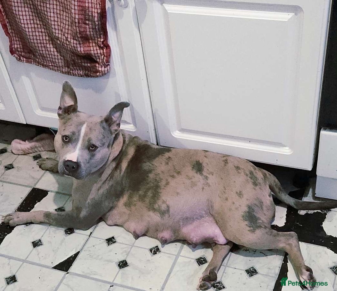 American Bully dogs for sale: 5 month old American bully x pocket bully - Advert 3