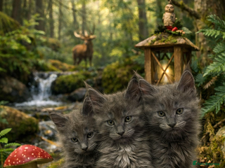 Maine Coon cats Tica kittens - Advert 5