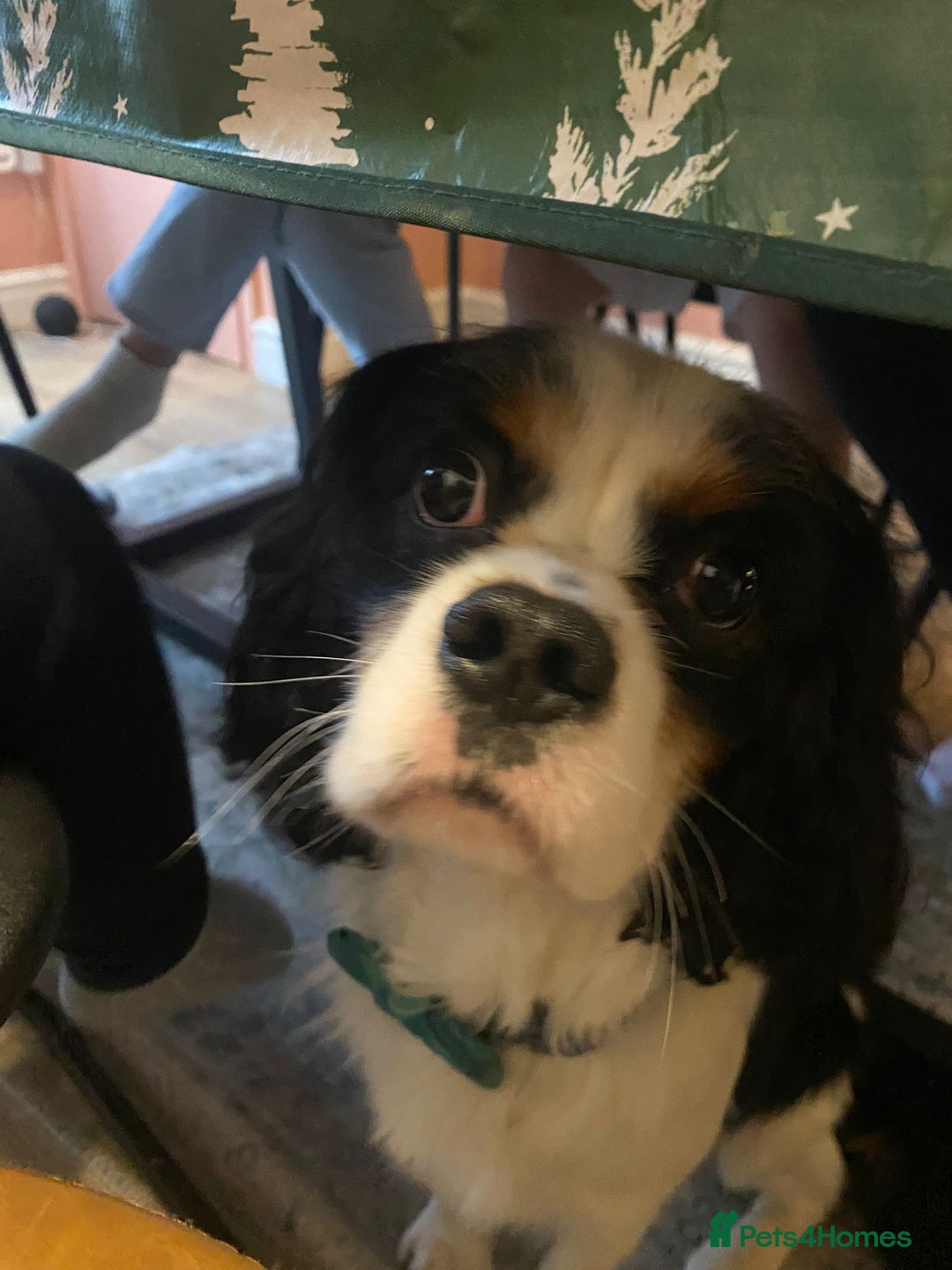 Cavalier King Charles Spaniel dogs for sale: Beau boy - Image 5