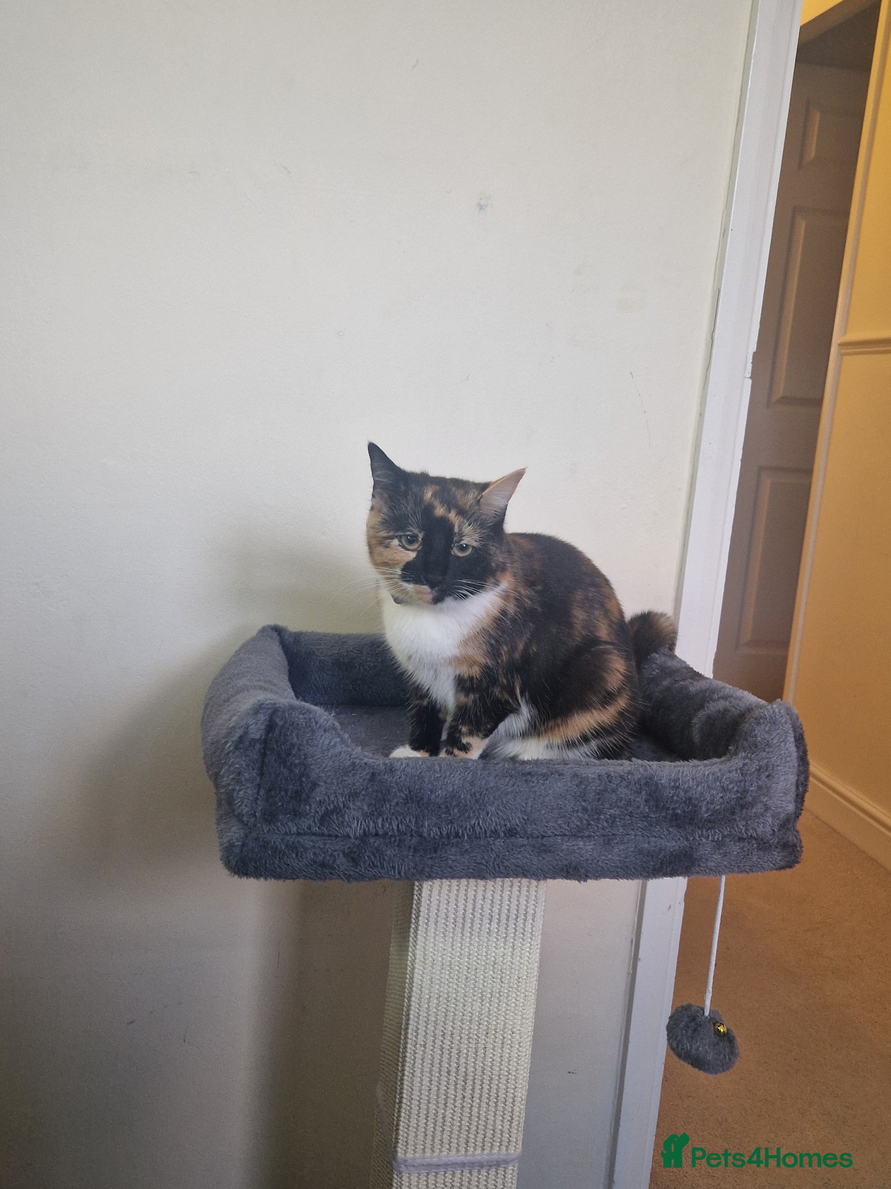 Mixed Breed cats Meet Missy - Advert 7