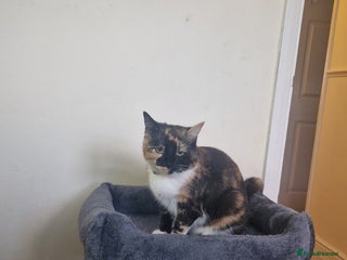 Mixed Breed cats Meet Missy - Advert 2