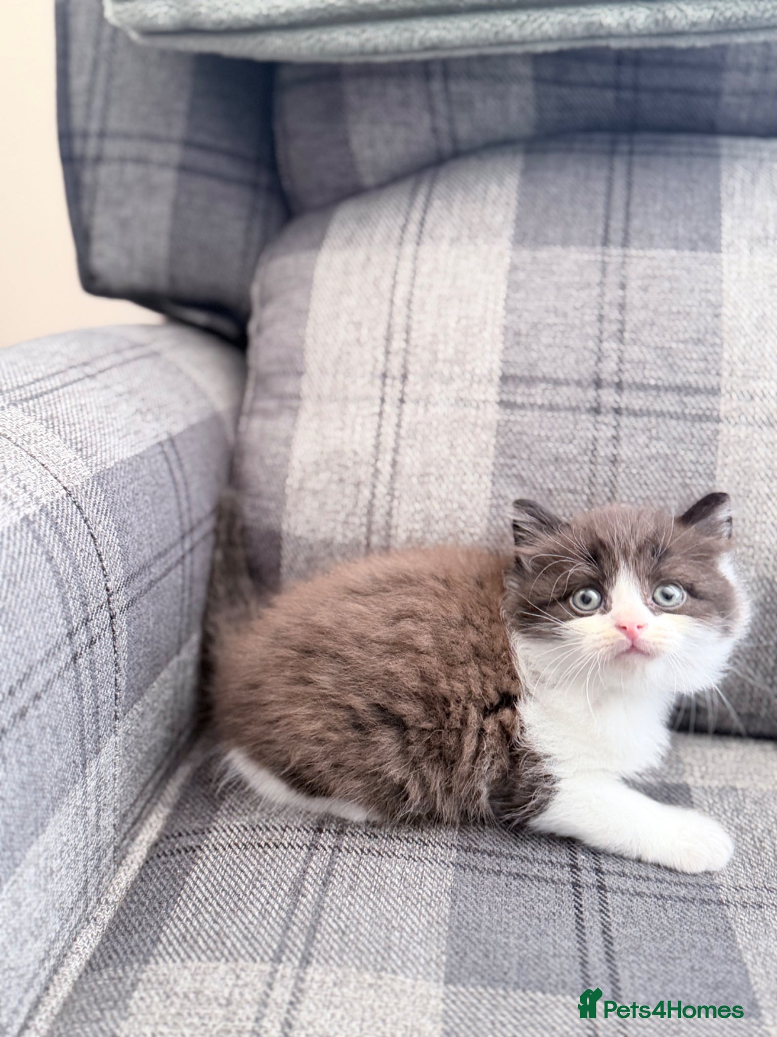 Mixed Breed cats LAST BOY British Shorthair cross Persian - Advert 1