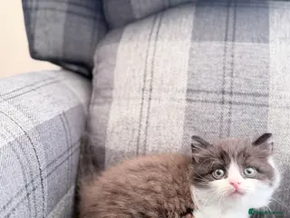 Mixed Breed cats LAST BOY British Shorthair cross Persian - Advert 6