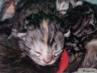 Maine Coon cats Pure Maine Coon Kittens - Advert 16