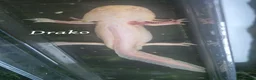 Axolotl reptiles for sale: Adult axolotls needing new waters - Advert 8