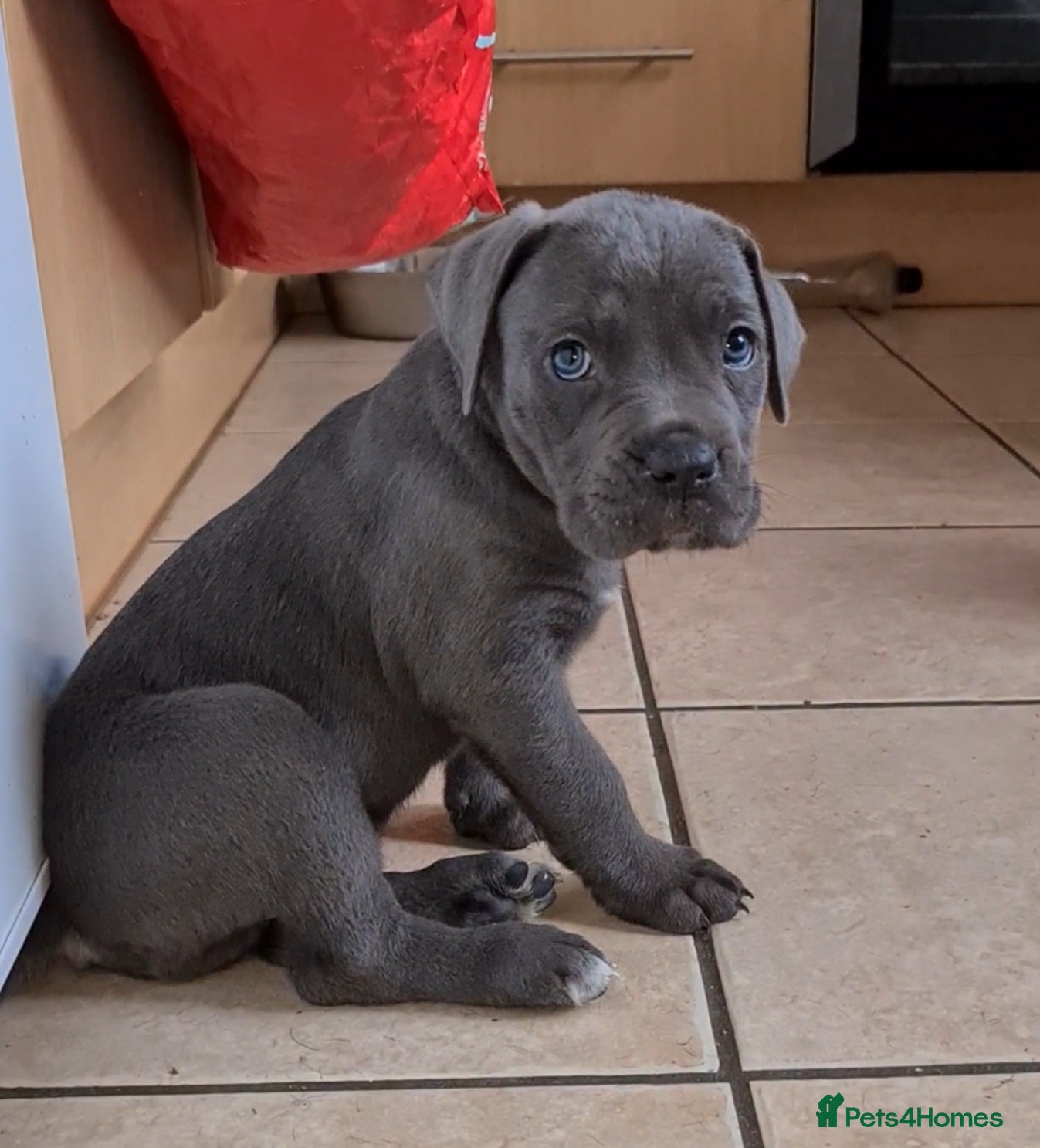 Cane Corso dogs READY TO LEAVE! BIG, CHUNKY Cane Corso puppies! - Advert 2