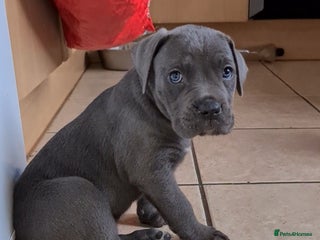 Cane Corso dogs READY TO LEAVE! BIG, CHUNKY Cane Corso puppies! - Advert 5