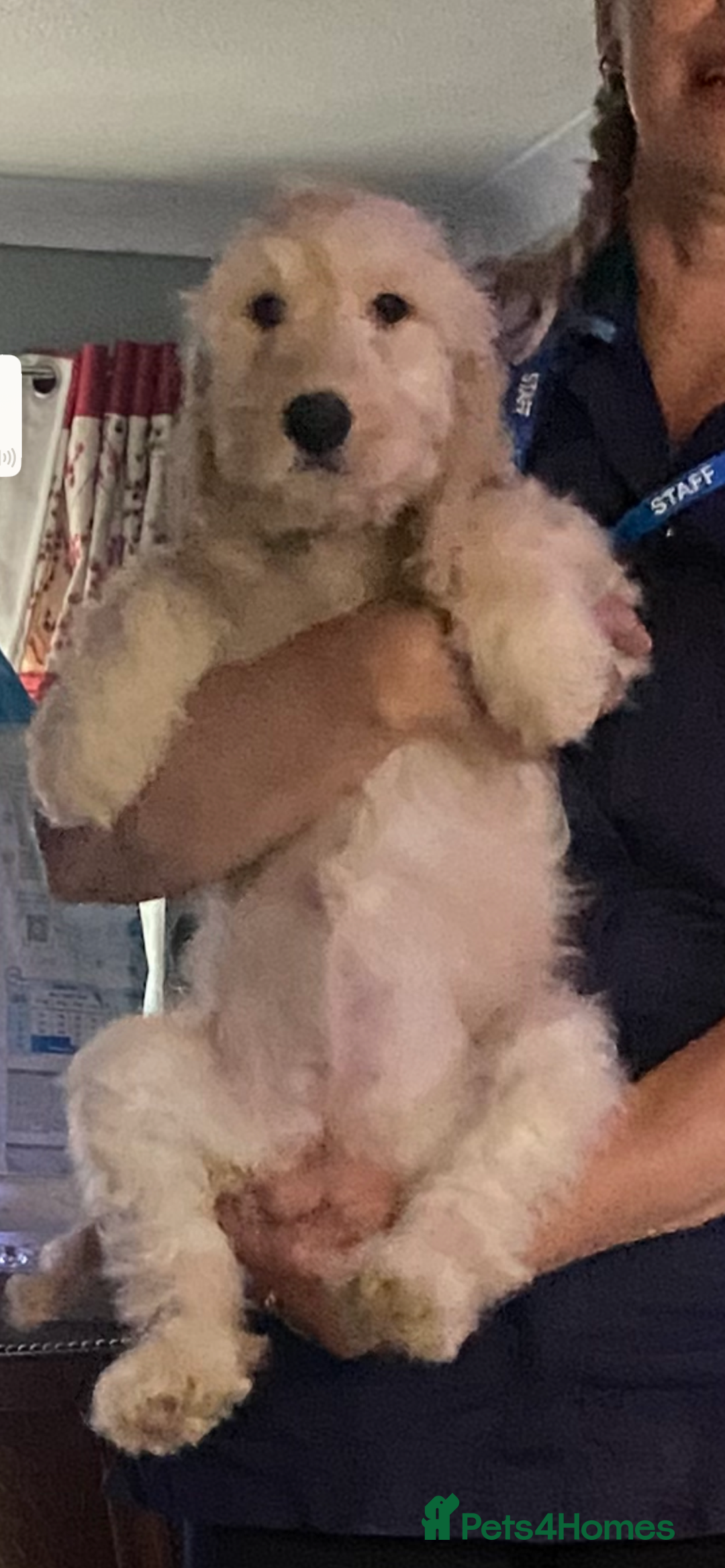 Cockapoo dogs for sale: Beautiful cockadoodle female puppy  - Image 16