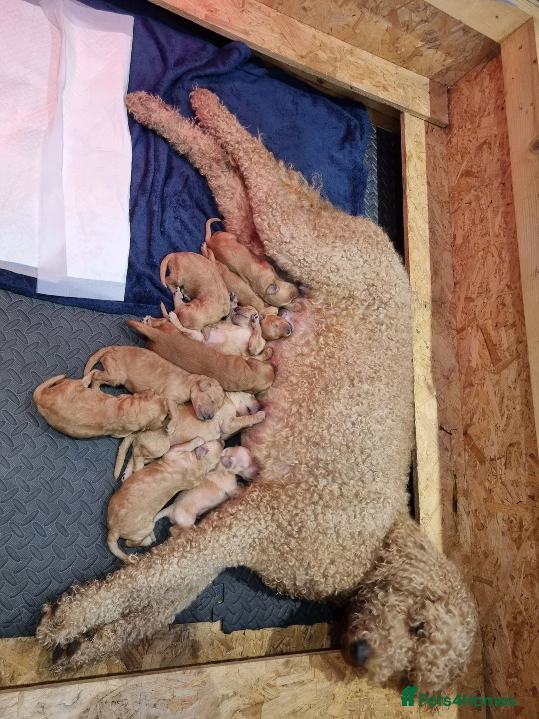 Goldendoodle dogs for sale: Beautiful F2b Goldendoodle puppies - Advert 8