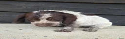 Cocker Spaniel dogs for sale: ❗️5 beautiful cocker spaniel puppies❗️🥰 - Advert 7